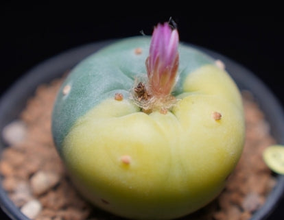 Lophophora fricii variegated seeds