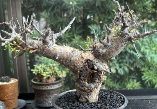 Commiphora foliacea seeds