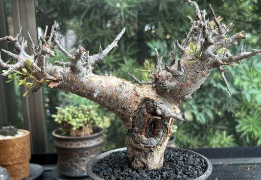 Commiphora foliacea seeds