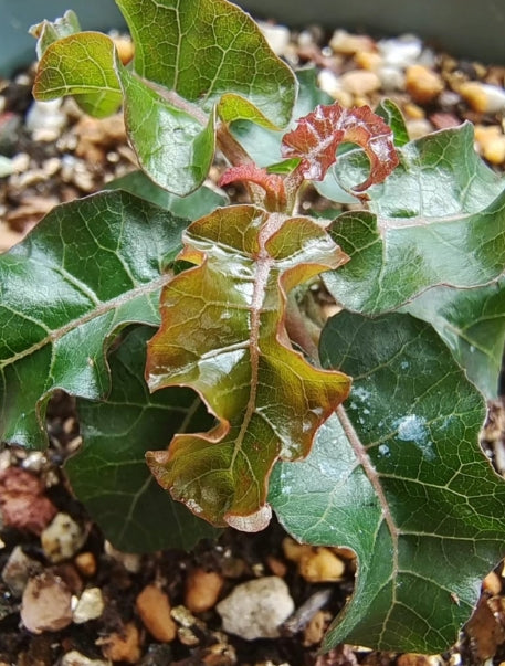 Boswellia occulta seeds
