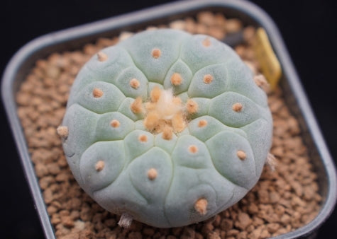 Lophophora fricii seeds