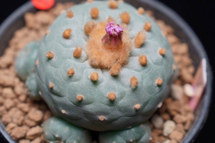 Lophophora fricii seeds