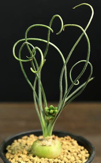 Albuca namaquensis seeds