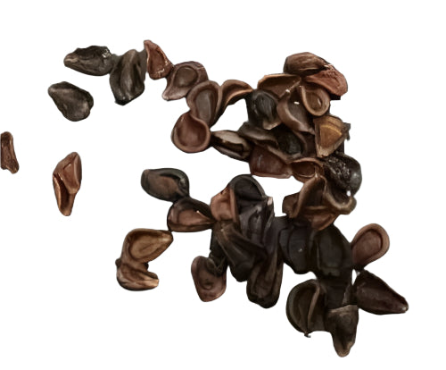 Pseudolithos maccoyi seeds