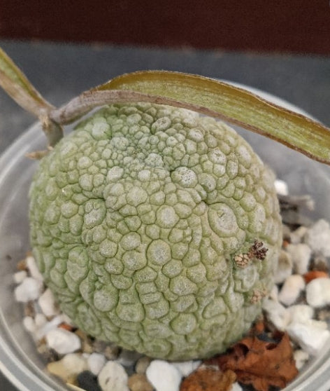 Pseudolithos haradheranus seeds