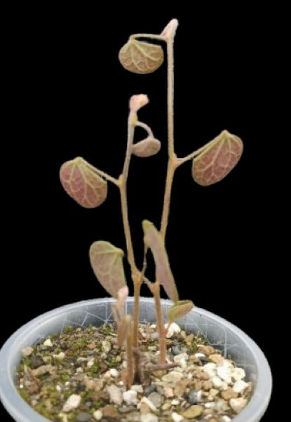 Tylosema fassoglense seeds