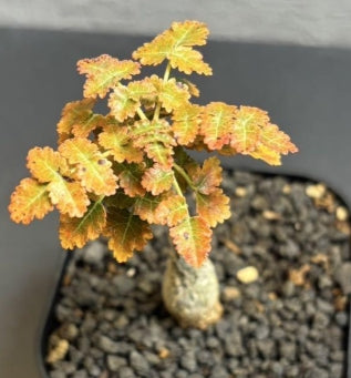 Boswellia dioscoridis seeds