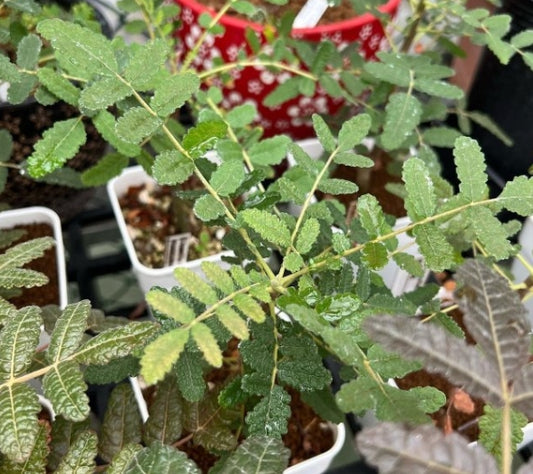 Boswellia bullata seeds