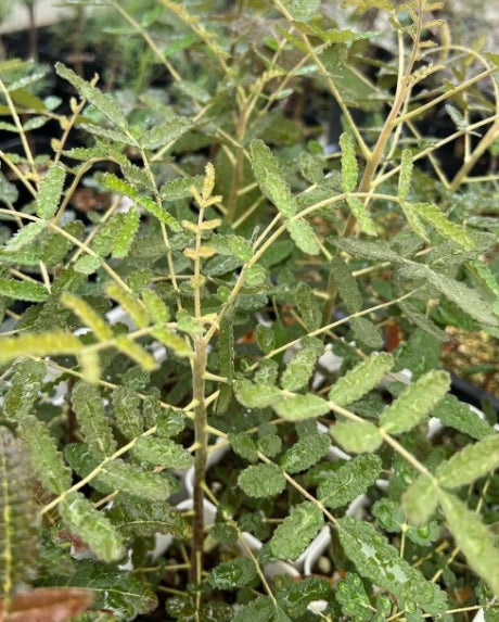 Boswellia bullata seeds