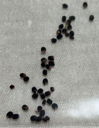 Lophophora fricii variegated seeds