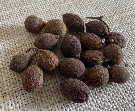 Cyphostemma elephantopus seeds