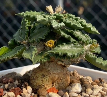 Euphorbia tulearensis seeds