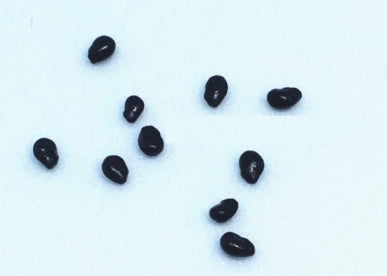 Lophophora alberto-vojtechii seeds