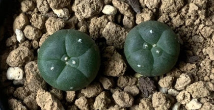 Lophophora alberto-vojtechii seeds