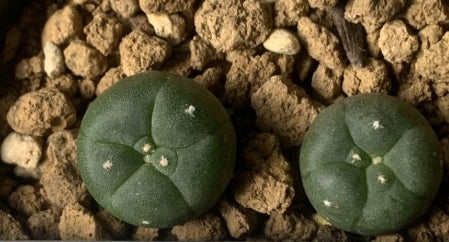 Lophophora alberto-vojtechii seeds