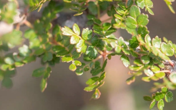 Commiphora socotrana seeds