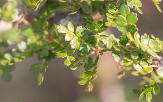 Commiphora socotrana seeds