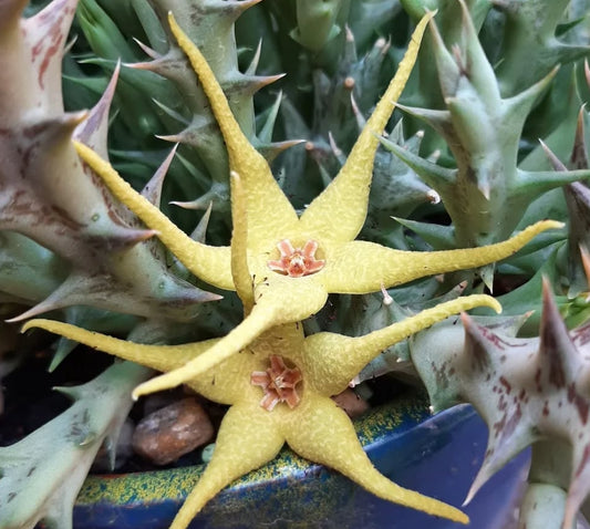 Orbea Caudata Amarela seeds