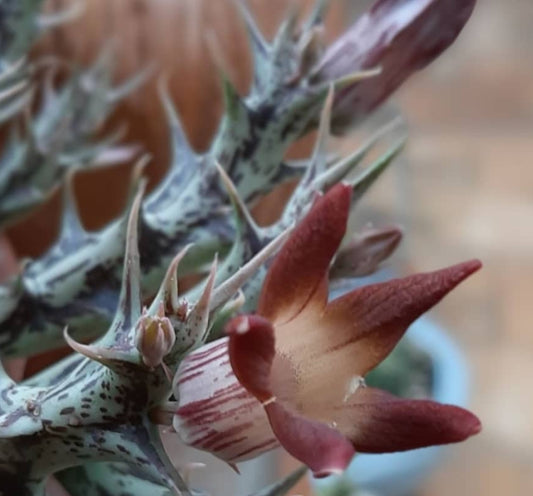 Orbea distincta seeds