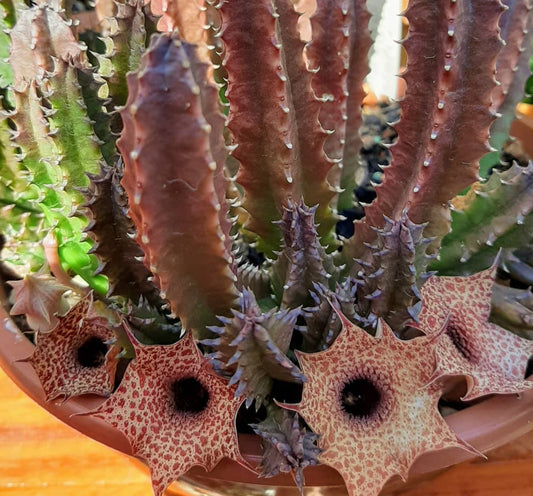 Huernia hislopii seeds