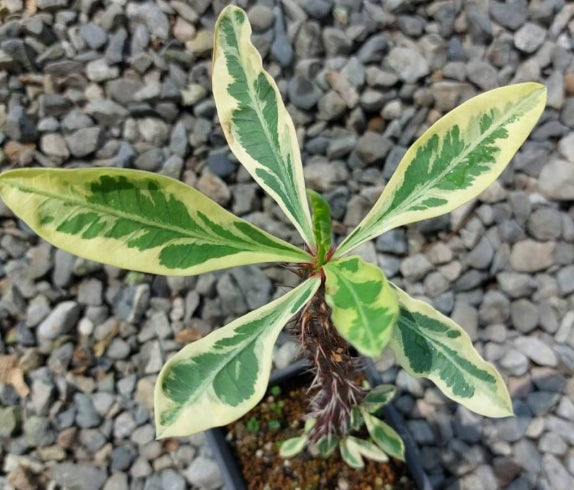Euphorbia milii 'Fireworks' seeds