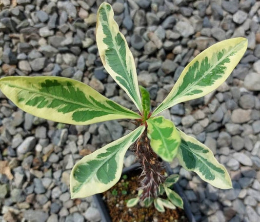 Euphorbia milii 'Fireworks' seeds