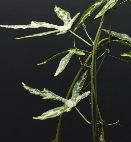 Adenia kirkii seeds