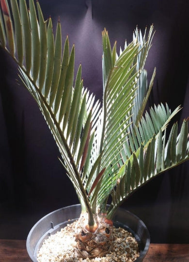 Encephalartos lehmannii seeds