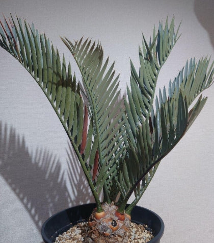 Encephalartos lehmannii seeds