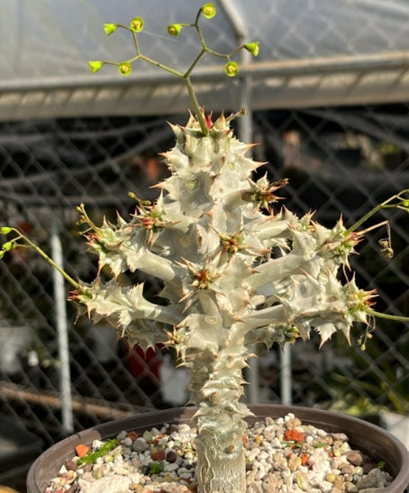 Euphorbia pouliana seeds