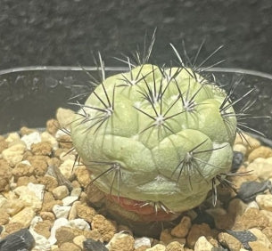 Ortegocactus macdougallii seeds