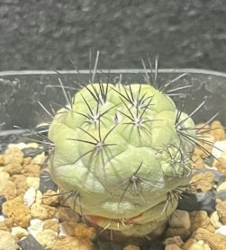 Ortegocactus macdougallii seeds