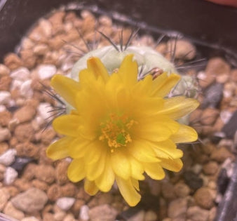 Ortegocactus macdougallii seeds