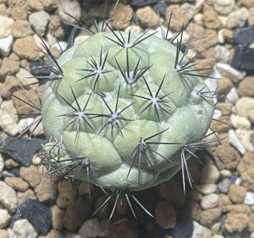 Ortegocactus macdougallii seeds