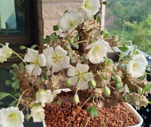 Sarcocaulon crassicaule seeds