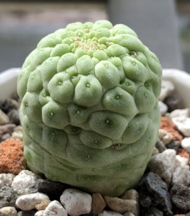 Lavrania cactiformis var. felinum seeds