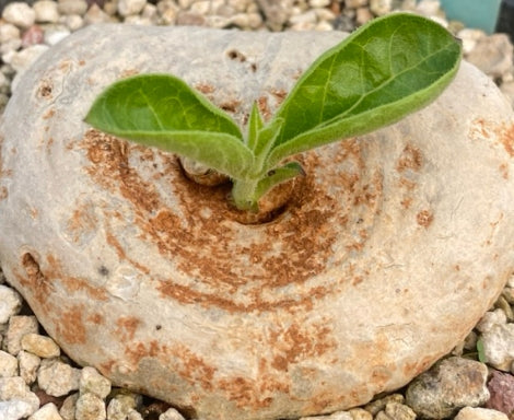 Brachystelma barberae seeds