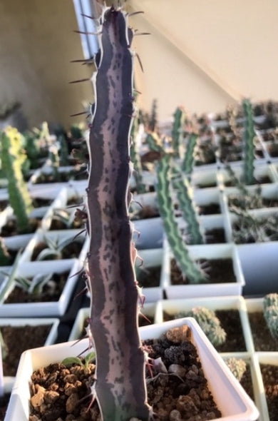 Euphorbia quadrangularis seeds