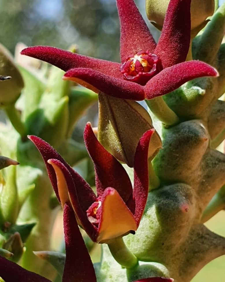 Orbea wissmannii x orbea hesperidum seeds