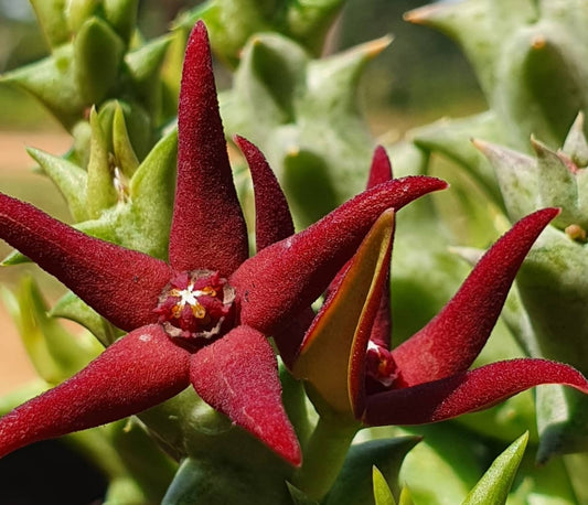 Orbea wissmannii x orbea hesperidum seeds