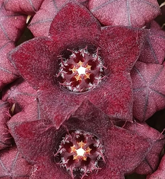 Caralluma acutangula seeds