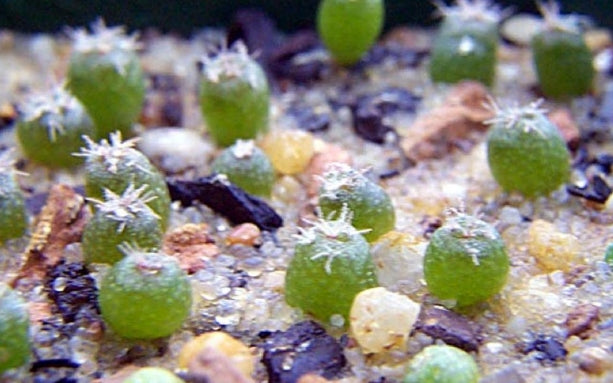 Lophophora williamsii seeds