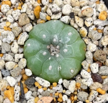 Lophophora williamsii seeds