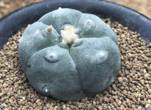 Lophophora williamsii var. texana seeds