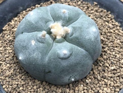 Lophophora williamsii var. texana seeds