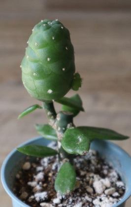 Lophophora Williamsii var. frichii seeds