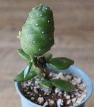 Lophophora Williamsii var. frichii seeds