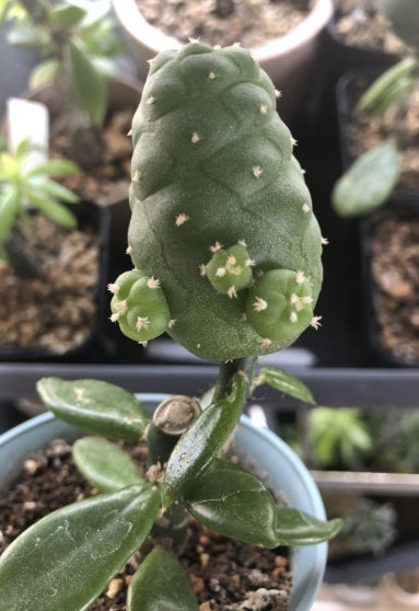 Lophophora Williamsii var. frichii seeds