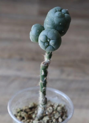 Lophophora Williamsii var. diffusa seeds