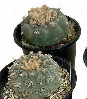 Lophophora williamsii var. decipiens seeds